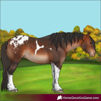 Horse Color:Bay Tobiano Appaloosa 