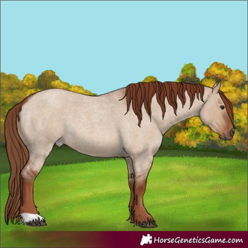 Horse Color:Red Dun Roan 