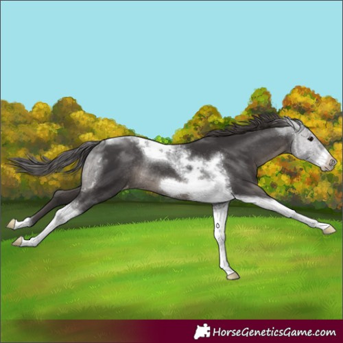 Horse Color:Smoky Black Tobiano Frame Appaloosa Rabicano