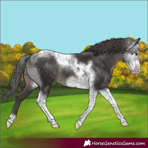 Horse Color:Smoky Black Tobiano Frame Appaloosa Rabicano