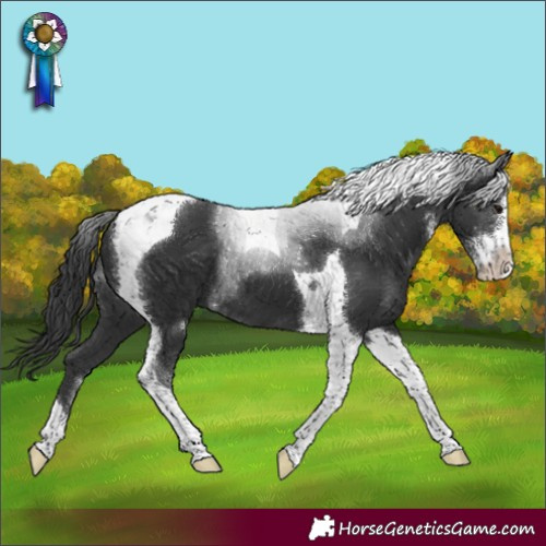 Horse Color:Black Sabino Tobiano 