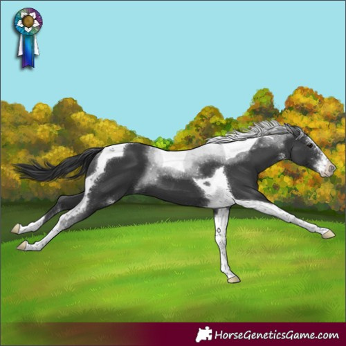 Horse Color:Black Sabino Tobiano