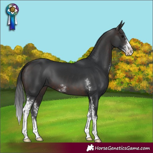 Horse Color:Brown Sabino