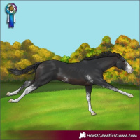 Horse Color:Brown Sabino