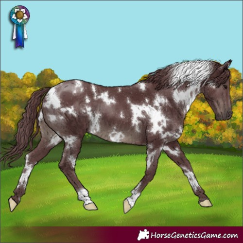 Horse Color:White Spotted Chocolate Black