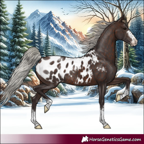 Horse Color:Silver Brown Appaloosa Rabicano