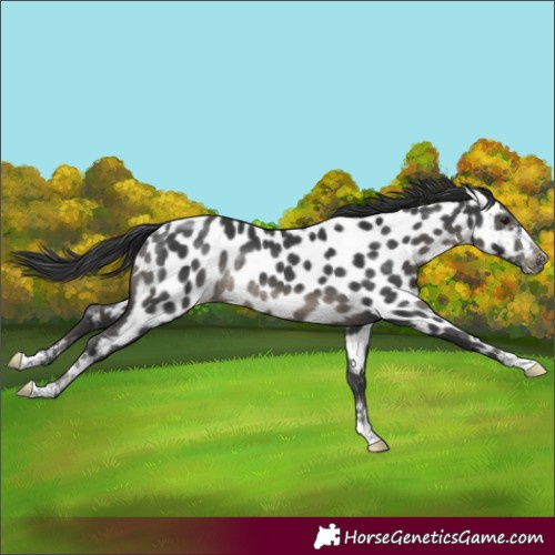 Horse Color:Black Appaloosa Rabicano 