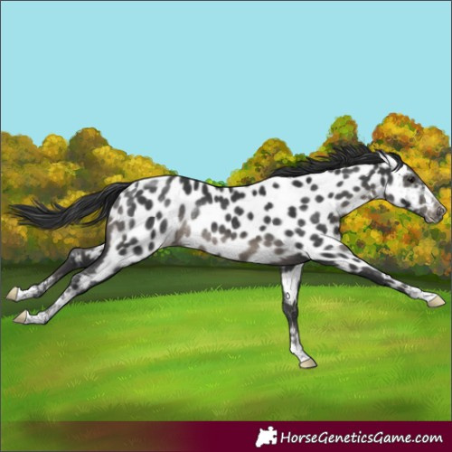 Horse Color:Black Near Leopard Rabicano 
