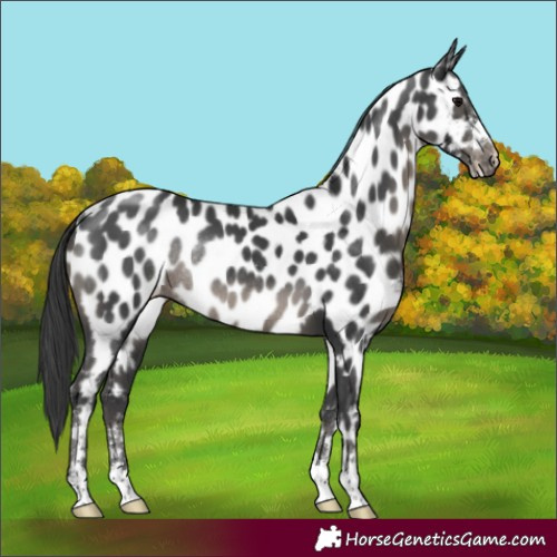 Horse Color:Black Appaloosa Rabicano 