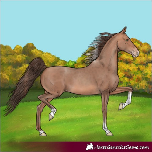 Horse Color:Amber Champagne Sabino Tobiano Appaloosa Rabicano