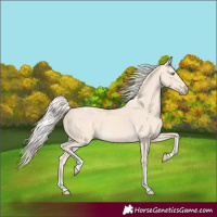 Horse Color:Cremello Tobiano