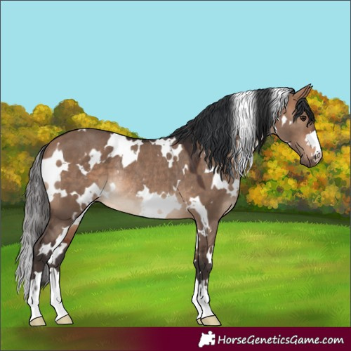 Horse Color:White Spotted Bay Dun Rabicano