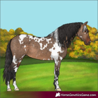 Horse Color:White Spotted Brown Dun 
