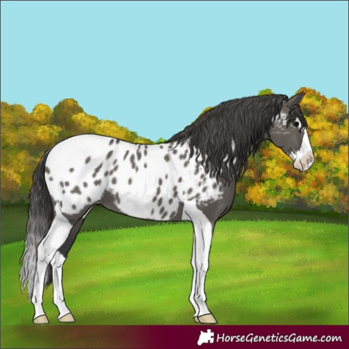 Horse Color:Grullo Splash Tobiano Appaloosa