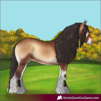 Horse Color:Bay Onyx