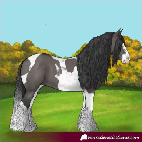 Horse Color:Grullo Splash Tobiano