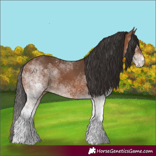 Horse Color:White Spotted Bay 
