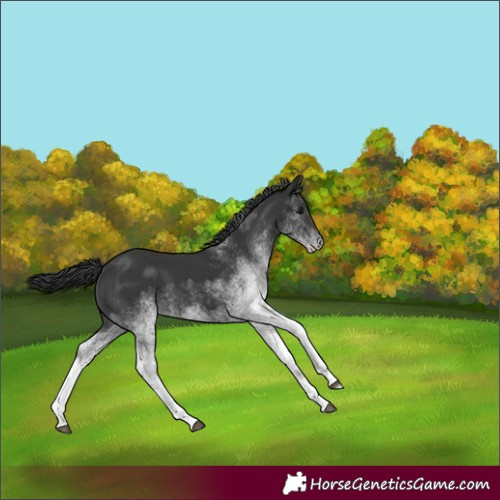 Horse Color:White Spotted Black
