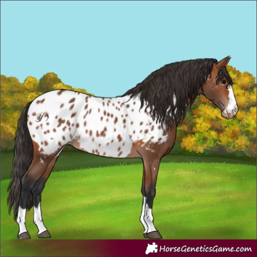 Horse Color:Bay Appaloosa