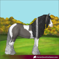 Horse Color:Grullo Splash Tobiano
