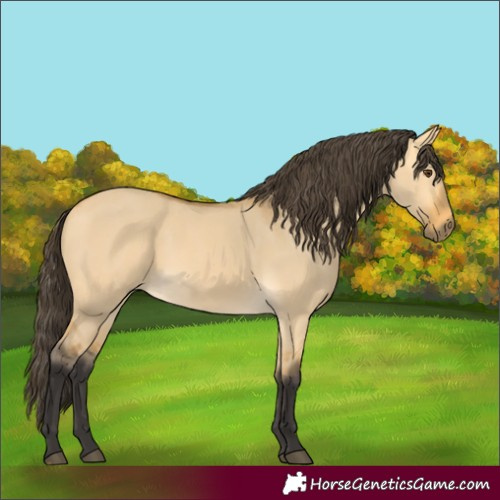 Horse Color:Buckskin Dun 