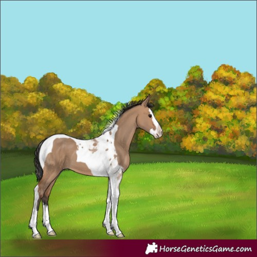 Horse Color:Bay Dun Splash Tobiano 