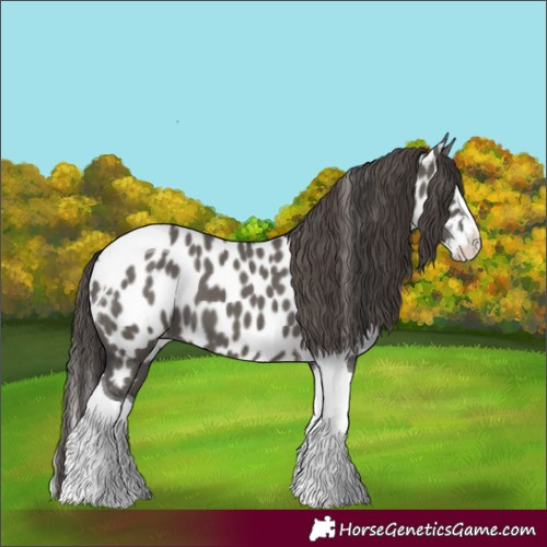 Horse Color:Grullo Splash Tobiano Appaloosa 