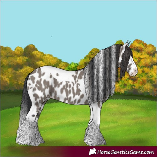 Horse Color:Grullo Splash Tobiano Appaloosa 