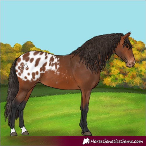 Horse Color:Bay Appaloosa 