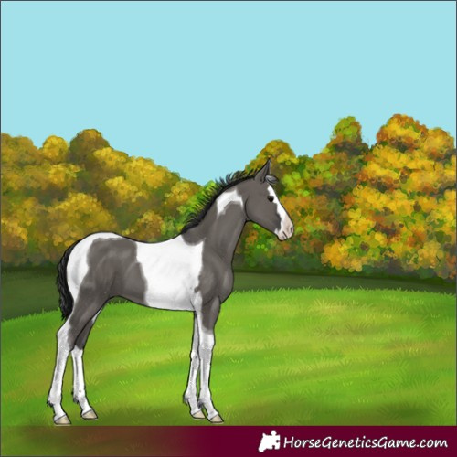 Horse Color:Grullo Splash Tobiano