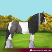 Horse Color:Grullo Splash Tobiano