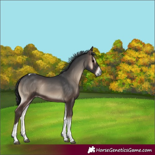 Horse Color:Blue Onyx Tobiano