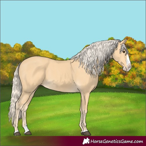 Horse Color:Palomino Splash