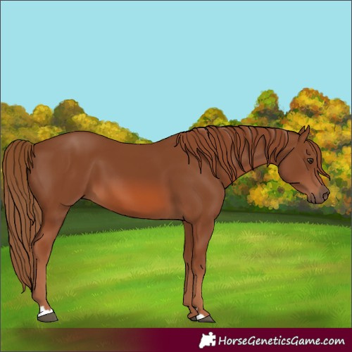 Horse Color:Chestnut 