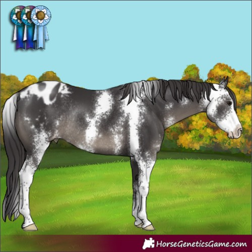 Horse Color:Smoky Black Sabino Appaloosa Rabicano 
