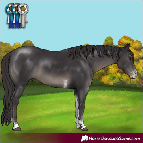 Horse Color:Smoky Black Sabino Tobiano Rabicano 