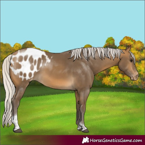 Horse Color:Silver Buckskin Tobiano Appaloosa Rabicano