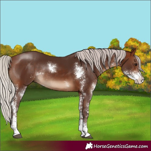 Horse Color:Silver Bay Sabino Rabicano 