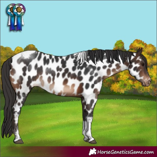 Horse Color:Brown Tobiano Appaloosa Rabicano
