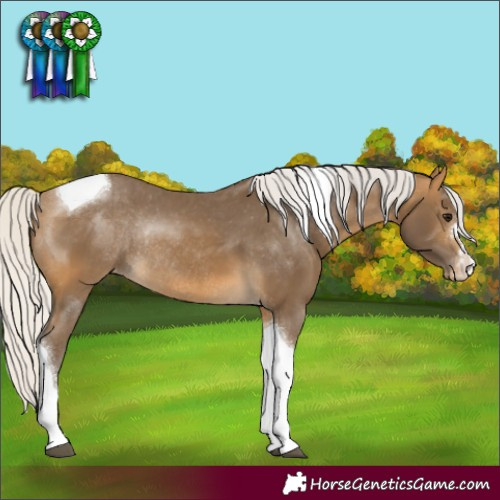 Horse Color:Silver Buckskin Tobiano Appaloosa Rabicano 