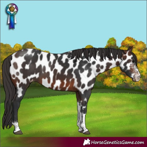 Horse Color:Brown Sabino Tobiano Appaloosa Rabicano