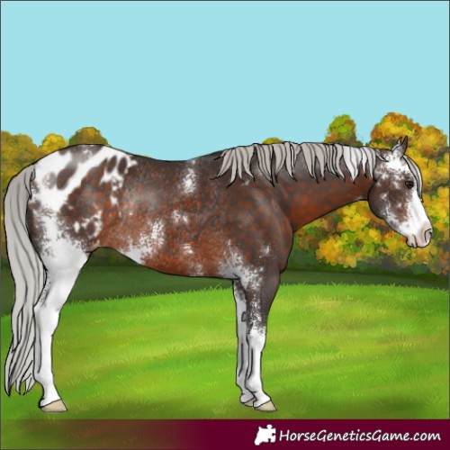 Horse Color:Silver Brown Sabino Appaloosa Rabicano