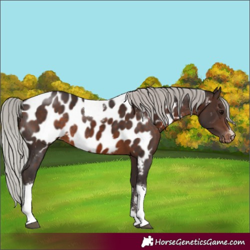 Horse Color:Silver Brown Tobiano Appaloosa Rabicano