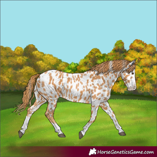 Horse Color:Chestnut Splash Appaloosa