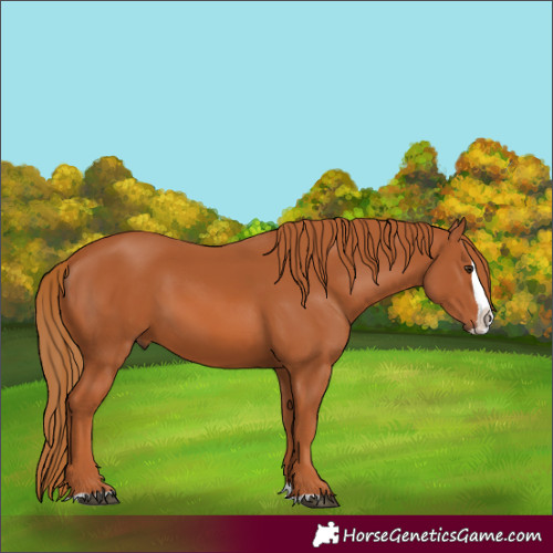 Horse Color:Chestnut Splash