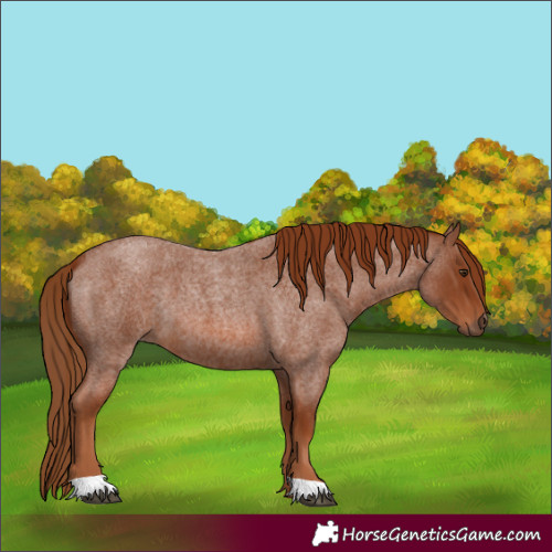 Horse Color:Red Roan
