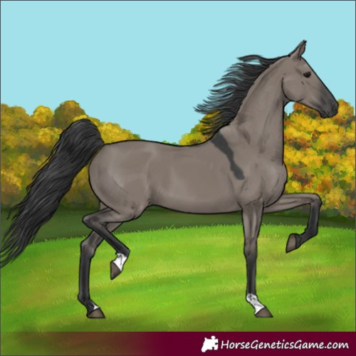 Horse Color:Grullo 