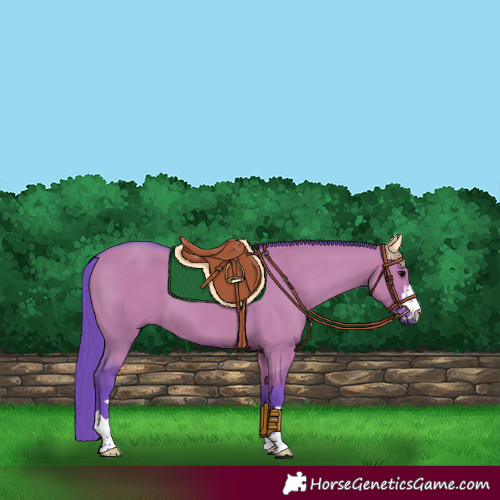 Horse Color:Watercolor Grullo