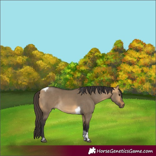 Horse Color:Buckskin Dun Tobiano 