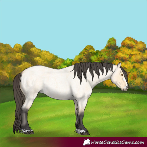 Horse Color:Buckskin Roan Dun 